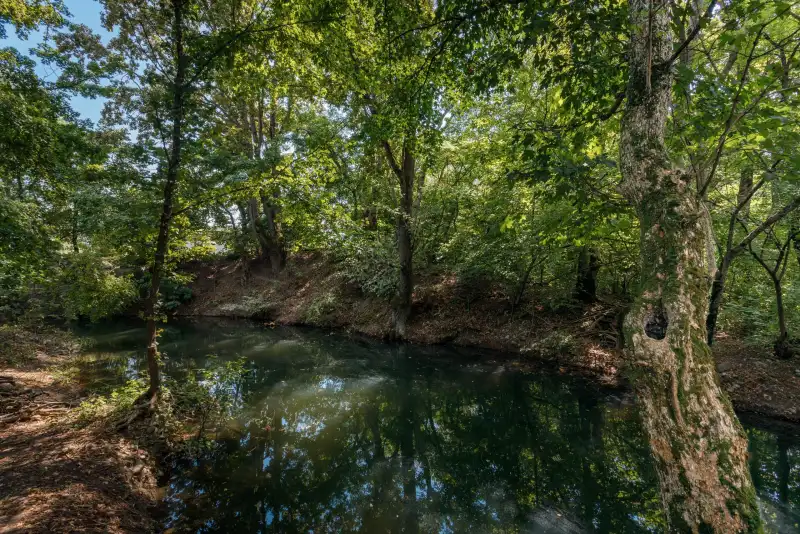 Сосновый лес